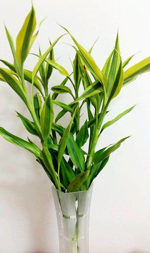 叶子像花生叶子的花卉：探索独特的植物之美