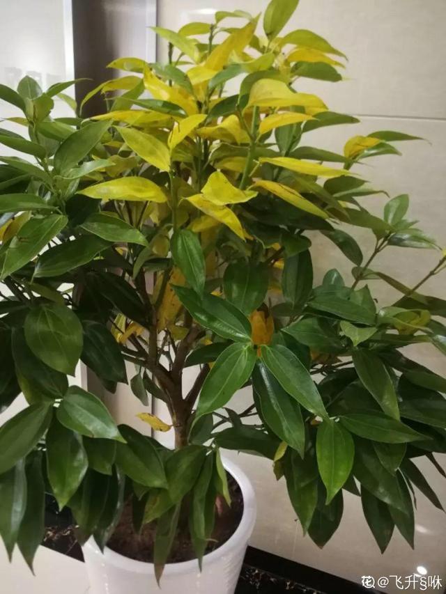 彩铁的养殖方法：让你的园艺生活更多彩